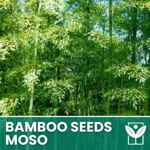 Op de afbeelding: Een weelderig groene bamboebos met dicht gebladerte en hoge stengels. De tekst "BAMBOO SEEDS MOSO" in witte letters op een donkergroene banner, samen met een wit logo.