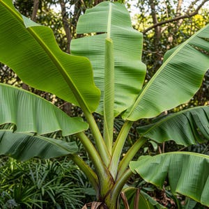Musa Basjoo – 10 zaden – Zeldzame Japanse banaan, hoge kwaliteit, tropische plant, koudebestendig, niet-GMO