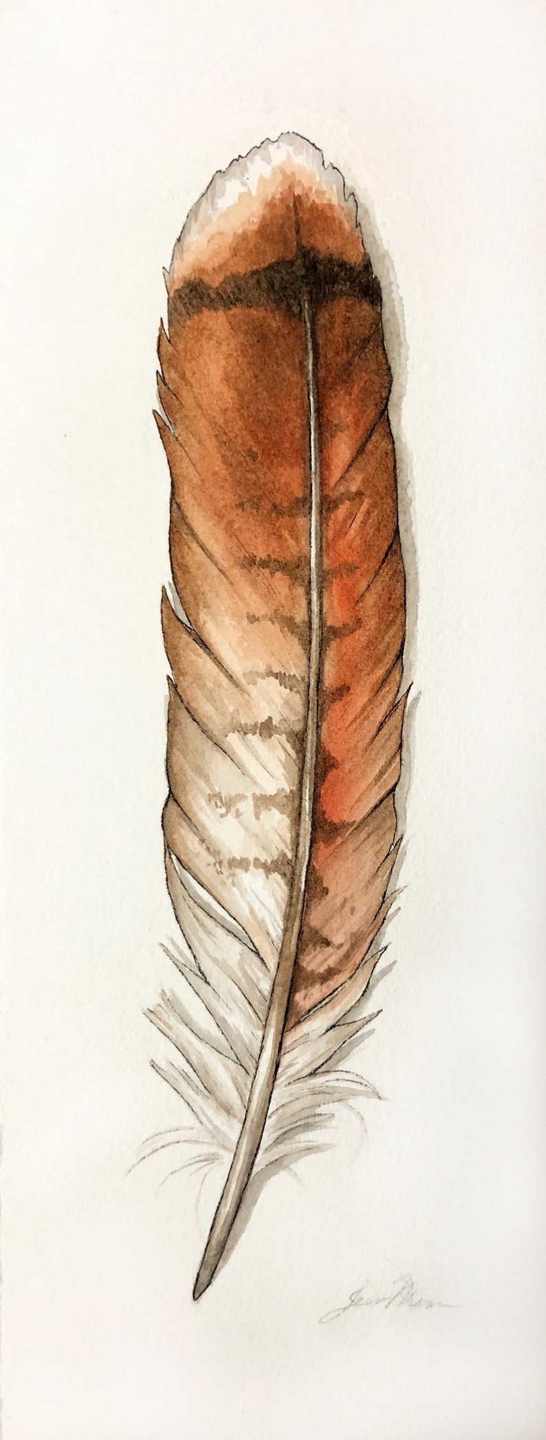 Red Tailed Hawk Feather Feather Watercolor Painting Print Etsy