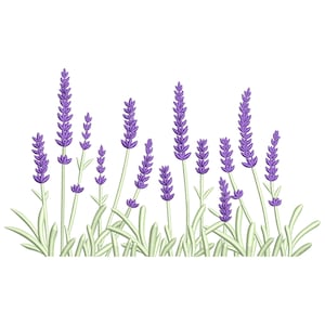 Pode incluir: Ilustração digital de plantas de lavanda. A imagem apresenta vários caules de flores de lavanda roxas com caules e folhas verdes. O fundo é branco liso.