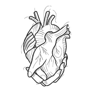 Puede incluir: Una ilustración de arte lineal en blanco y negro que representa un par de manos sosteniendo suavemente un corazón humano anatómico. El dibujo presenta contornos limpios y audaces con detalles de sombreado para definir la estructura del corazón.