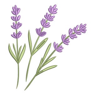 May include: Illustration of three lavender sprigs with purple flower heads and green stems and leaves. The image is set against a white background. The lavender is a popular herb used in aromatherapy and cooking.