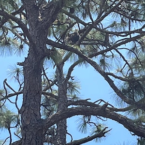 Longleaf Pine Needles