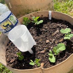 Pode incluir: Uma foto em close-up de uma plantadeira de tecido bege cheia de terra e mudas de ervilha. Uma garrafa de &aacute;gua de pl&aacute;stico transparente com um bico branco est&aacute; regando a terra. Uma pequena etiqueta branca diz "Pea".