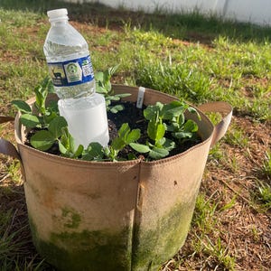Pode incluir: Um saco de cultivo de tecido bege com musgo verde na parte inferior, cheio de terra e plantas jovens. Uma garrafa de &aacute;gua de pl&aacute;stico transparente &eacute; colocada de cabe&ccedil;a para baixo no centro, regando as plantas. A cena &eacute; ao ar livre, &agrave; luz do sol.