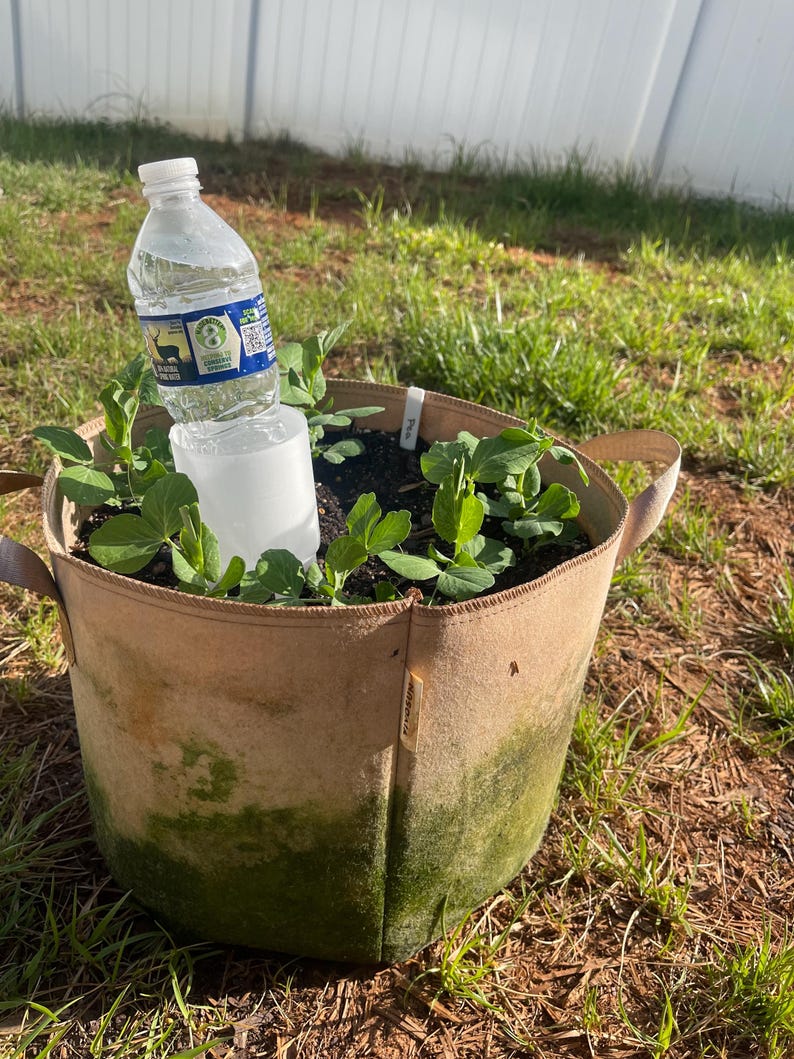 Pode incluir: Um saco de cultivo de tecido bege com musgo verde na parte inferior, cheio de terra e plantas jovens. Uma garrafa de &aacute;gua de pl&aacute;stico transparente &eacute; colocada de cabe&ccedil;a para baixo no centro, regando as plantas. A cena &eacute; ao ar livre, &agrave; luz do sol.