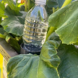 Pode incluir: Uma garrafa de &aacute;gua de pl&aacute;stico transparente com tampa branca, cheia de l&iacute;quido transparente, est&aacute; entre grandes folhas verdes. A garrafa est&aacute; sobre uma base met&aacute;lica escura, sugerindo um jardim ou ambiente ao ar livre.