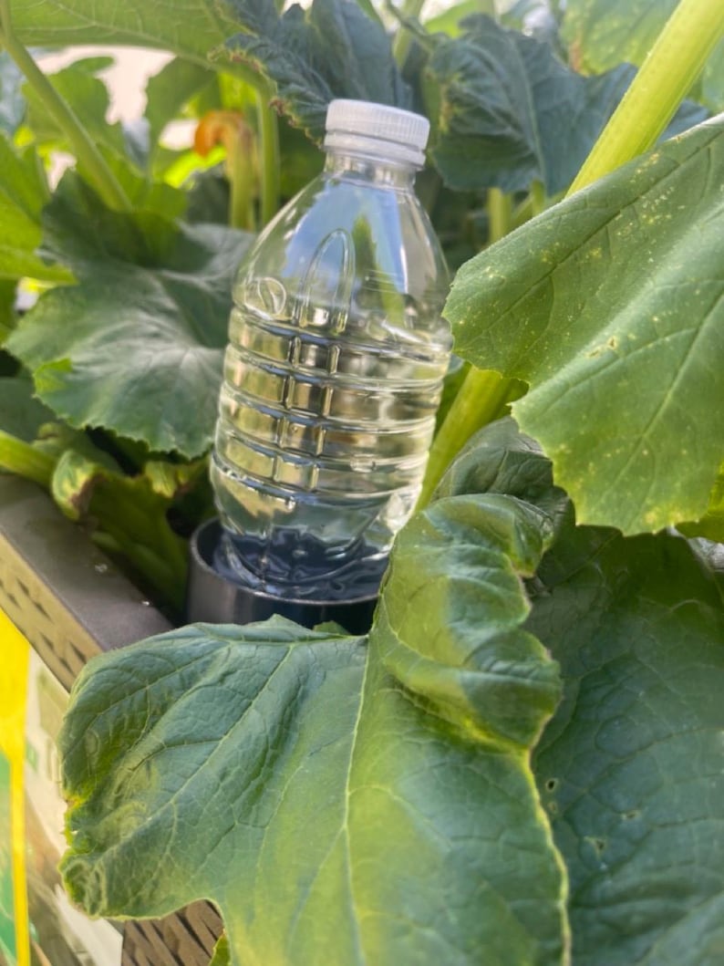 Pode incluir: Uma garrafa de &aacute;gua de pl&aacute;stico transparente com tampa branca, cheia de l&iacute;quido transparente, est&aacute; entre grandes folhas verdes. A garrafa est&aacute; sobre uma base met&aacute;lica escura, sugerindo um jardim ou ambiente ao ar livre.