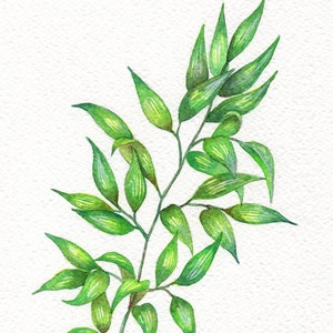 Original Watercolor Gouache Painting 5.75x8.25 inches &quot; Italian Ruscus &quot; Foliage Botanical Illustration Art by Patricia