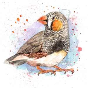 Zebra Finch - Original Watercolor Painting 6x6 inches Tiny Bird Art by Patricia Chu