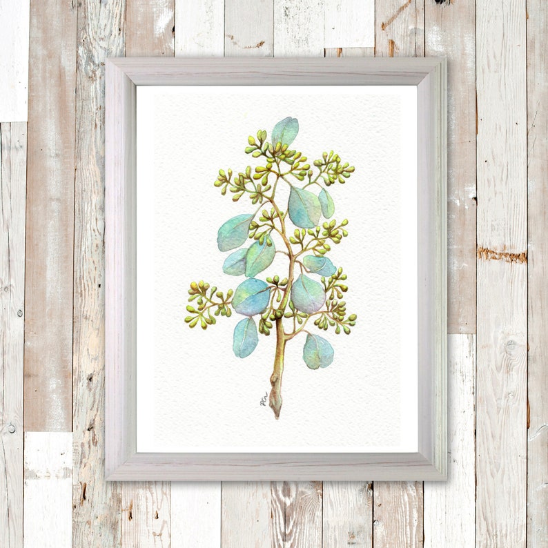 Original Watercolor Gouache Painting 5.75x8.25 inches Seeded Eucalyptus 01 Foliage Botanical Illustration Art by Patricia