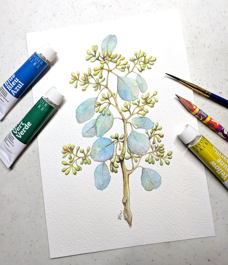 images Seeded Eucalyptus Paint staimnglawak ac id