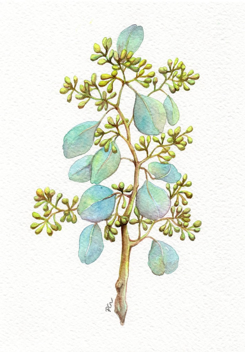 Original Watercolor Gouache Painting 5.75x8.25 inches Seeded Eucalyptus 01 Foliage Botanical Illustration Art by Patricia