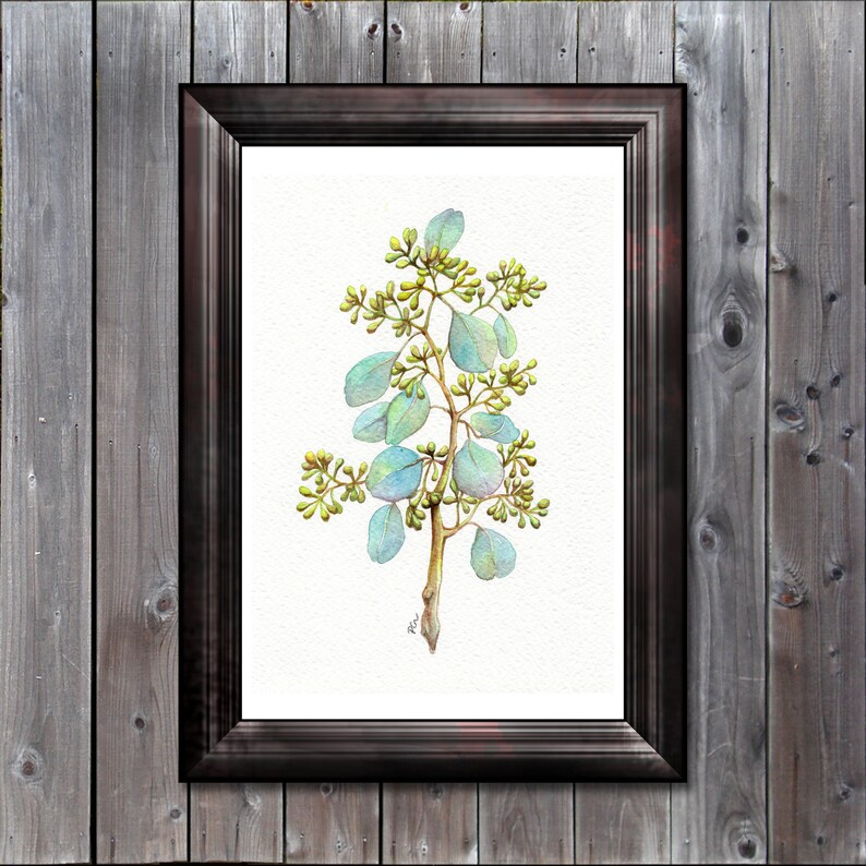 pix Seeded Eucalyptus Paint staimnglawak ac id