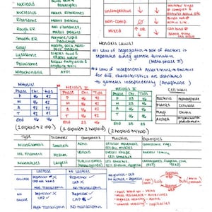May include: A handwritten biology review sheet with detailed notes on organelles, mitosis, meiosis, and cell walls. The text includes diagrams, tables, and explanations of biological processes, with key terms and examples.