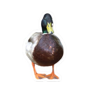 Mallard Duck Kiss-Cut Stickers | Unique Laptop Decals, Nature Lovers Gift, Waterfowl Decor, Cute Animal Stickers, Fun Gift Idea