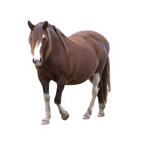 Horse Lover -Kiss-Cut Stickers - Perfect for Laptops, Scrapbooking, Water Bottles, Gift Tags, Horse-Themed Decor