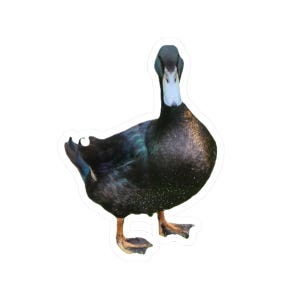 Quirky Duck Kiss-Cut Stickers, Fun Laptop Decals, Waterproof Art Stickers, Gift for Animal Lovers, Cute Stationery