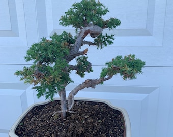 Juniperus Needle