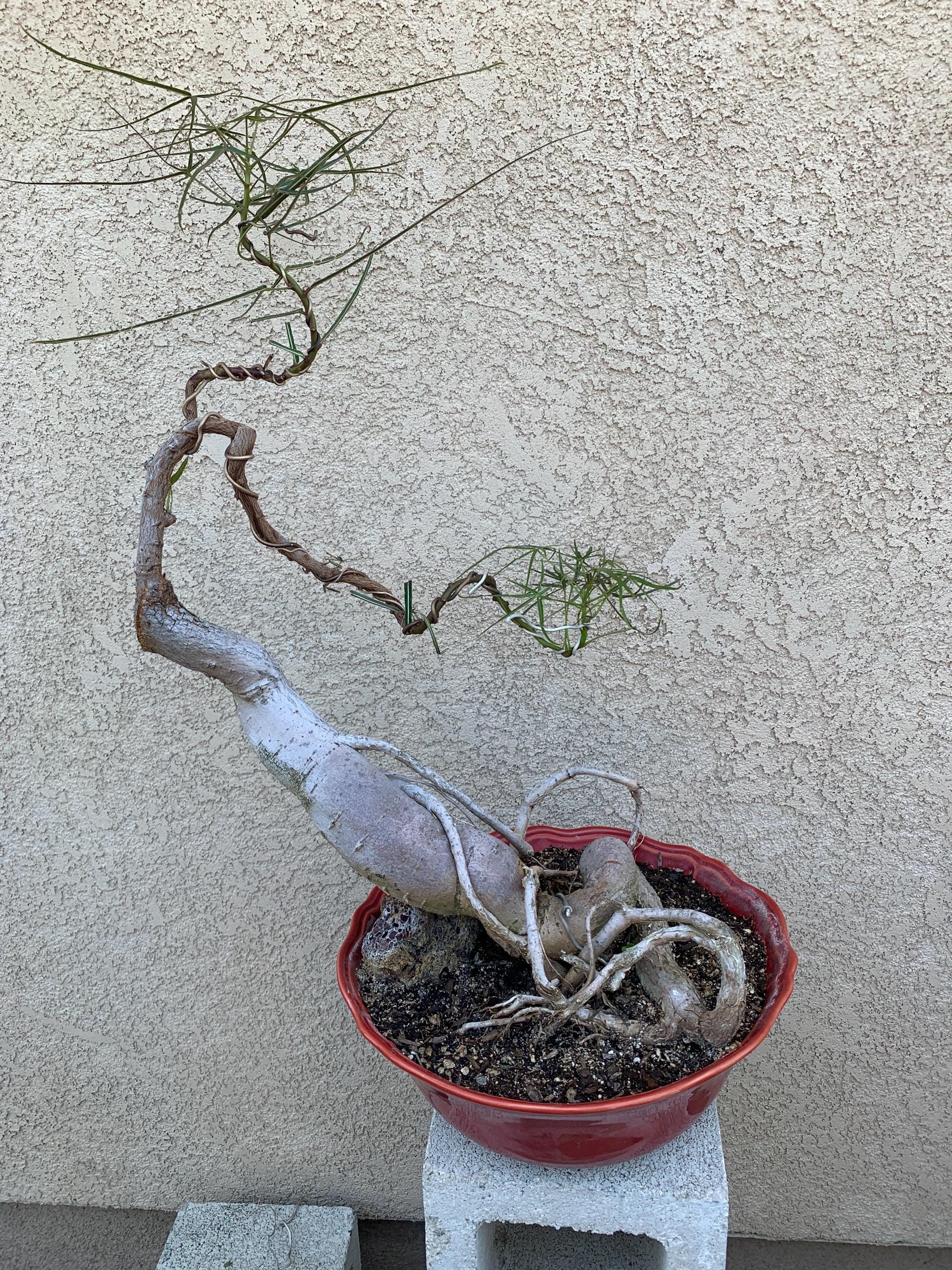 Brachychiton rupestris