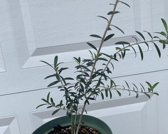 5 year double trunk plant