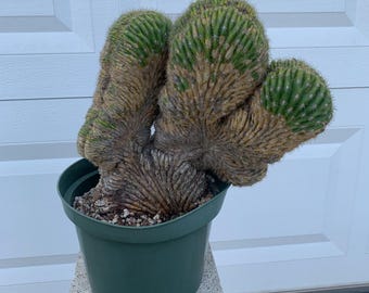Echinopsis Eyriesii ‘Cristata’