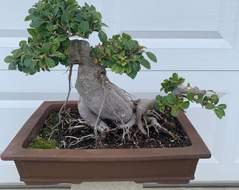 Ficus Ginseng Bonsai Evegreen