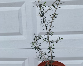 5 year double trunk plant