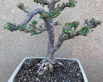 Euphorbia misera