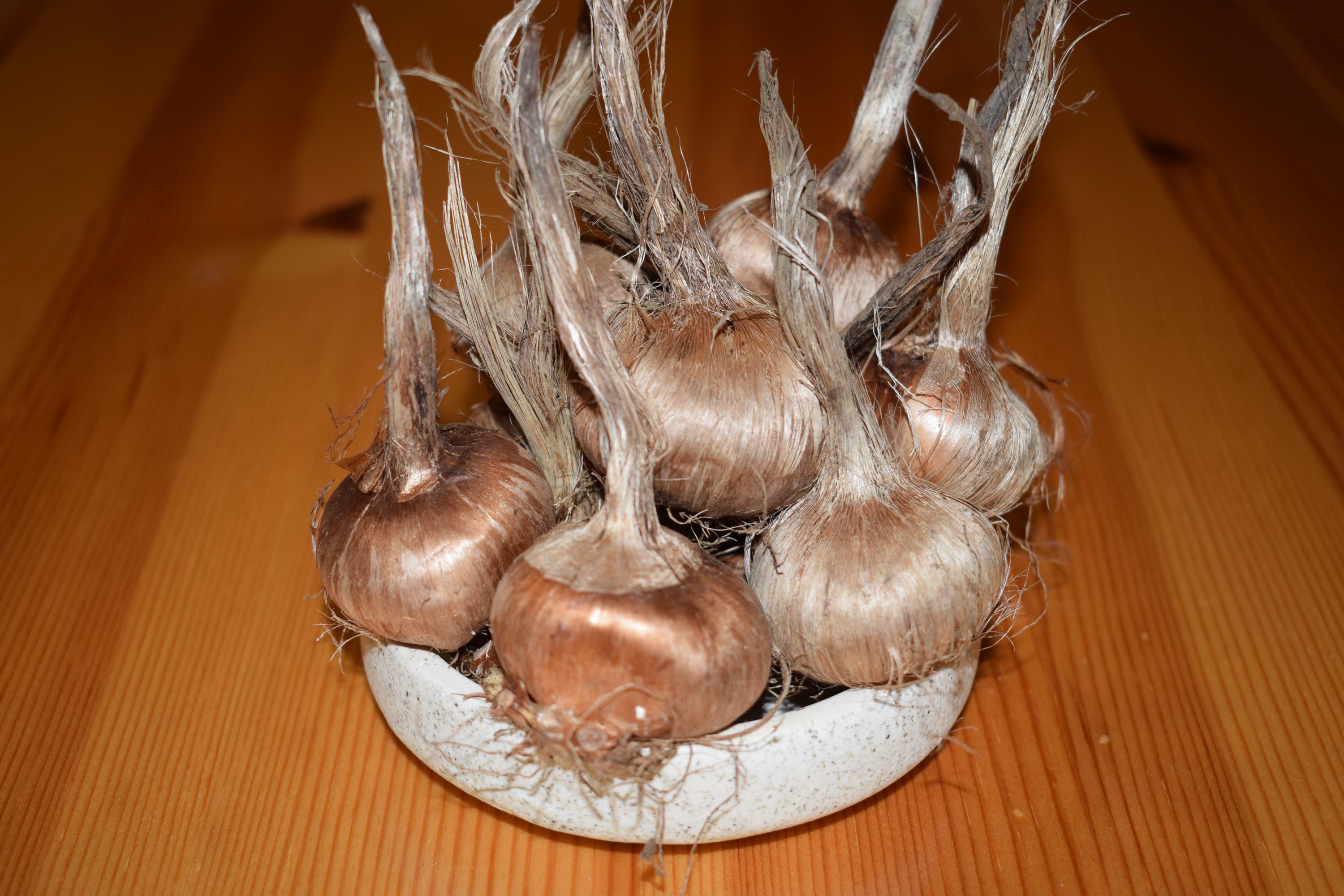 Huge Saffron Bulbs , Extra Large Crocus Sativus Bulbs , Size 11+