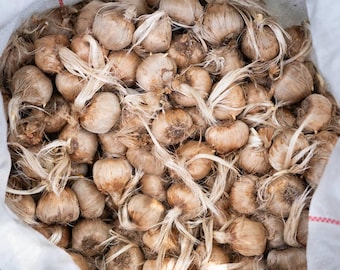 Large Saffron Bulbs , Crocus Sativus , Size 9/10 , Size Large
