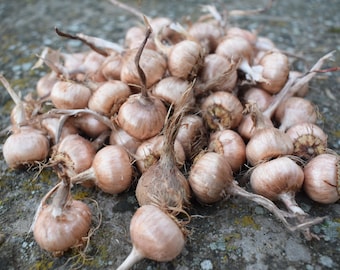 50 Saffron Bulbs / Crocus Sativus / Size 7/8