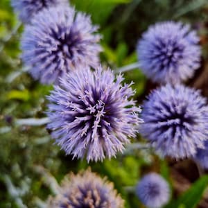 Cartão de felicitações com estampa exclusiva de flor roxa da JD Photography