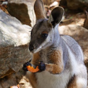 Unieke wenskaart wallaby met print van JD Photography