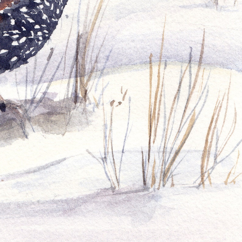 watercolor bird Quail in Snow art print image 3