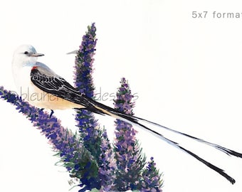 Scissor-tail Flycatcher- prairie bird fine art print