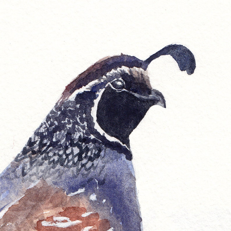 watercolor bird Quail in Snow art print image 2