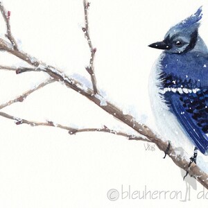 oiseau aquarelle - Geai bleu - impression d'art