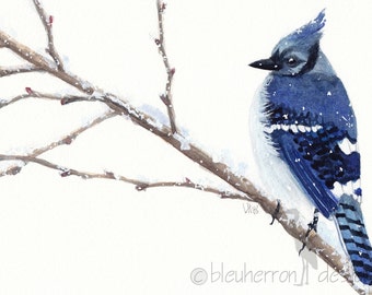 watercolor bird- Blue Jay- art print