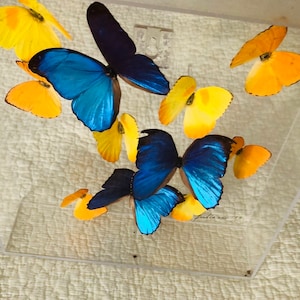 Framed Tropical Butterfly Art One of a Kind by artist Julianne signed 1998