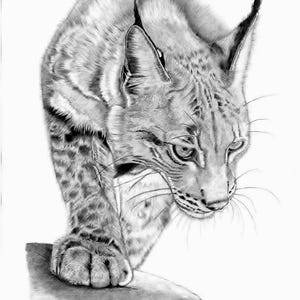 Arte naturalistica - Lince eurasiatica. Bellissimo disegno originale, unico nel suo genere, di una lince su carta di qualità formato A3. Disegnato a mano da me.