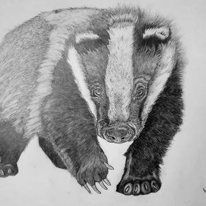 Wildlife Art-tasso. Bellissimo disegno originale di un tasso eurasiatico, realizzato da me con matite di grafite su carta di qualità formato A3. Incorniciato.