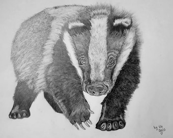 Wildtier-Kunst-Dachs. Wunderschöne, originale Zeichnung eines Eurasischen Dachs von mir mit Bleistift auf hochwertigem a3 Papier. Gerahmt.