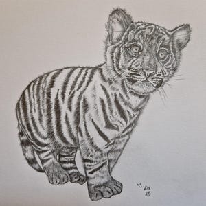 Arte naturalistica - tigre. Bellissimo disegno originale, unico nel suo genere, di un cucciolo di tigre su carta di qualità formato A3. Disegnato a mano da me nel 2025.