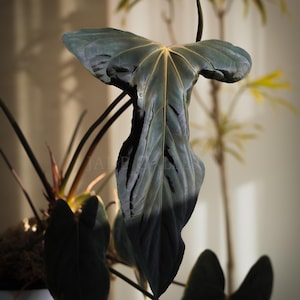 Anthurium fort sherman - Etsy 日本