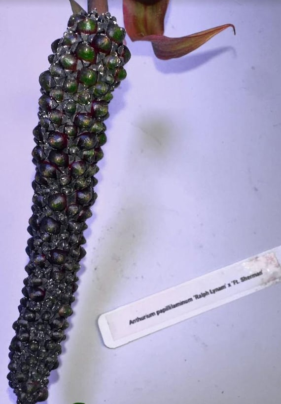 Anthurium papillilaminum  ’RL（JV）✖️FS‘ Anthurium Papillilaminum RL X FS Seedling (ralph Lynam X