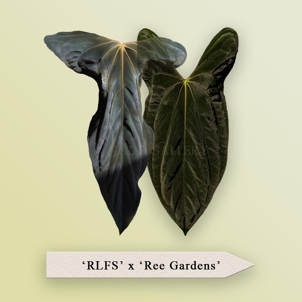 Anthurium fort sherman - Etsy 日本