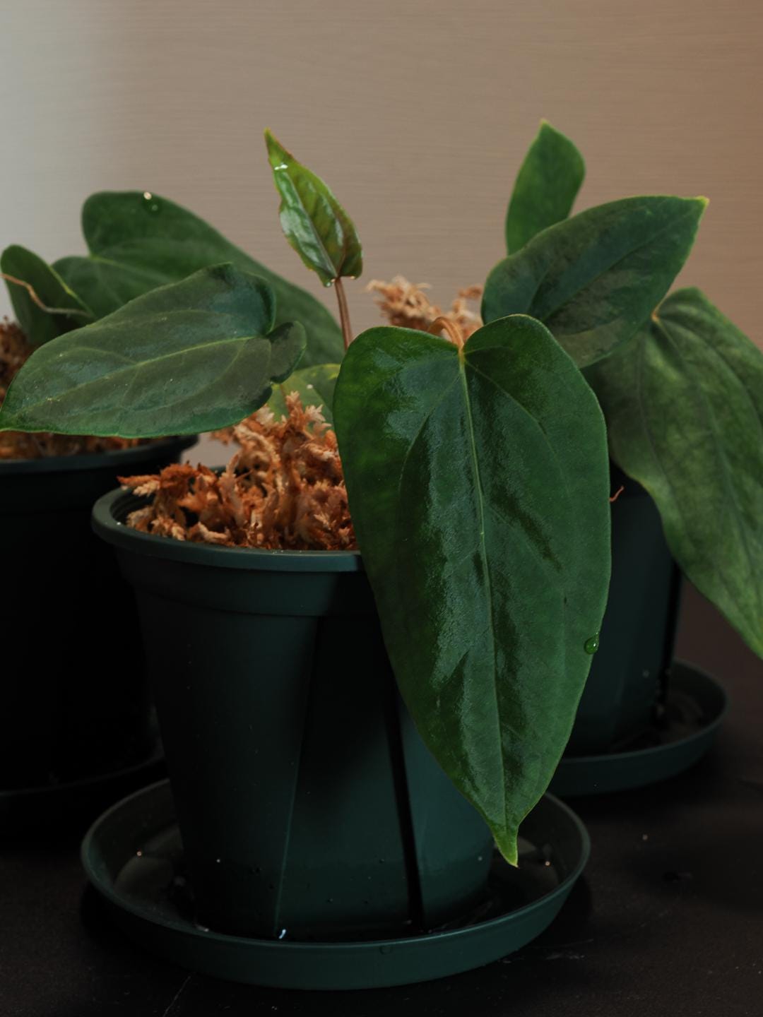 Anthurium Papillilaminum 'RL FS' X 'ree Gardens' Seedling (ralph