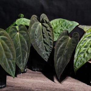 Anthurium Papillilaminum RL X FS Seedling (ralph Lynam X Fort