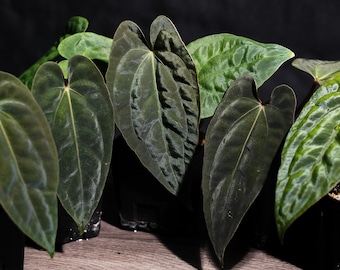 Anthurium Papillilaminum RL X FS Seedling (ralph Lynam X Fort